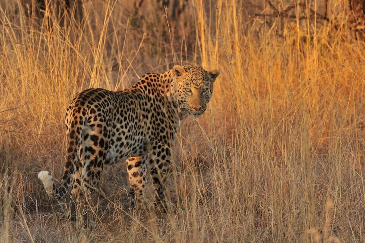 Pilanesberg Private Lodge Luaran gambar