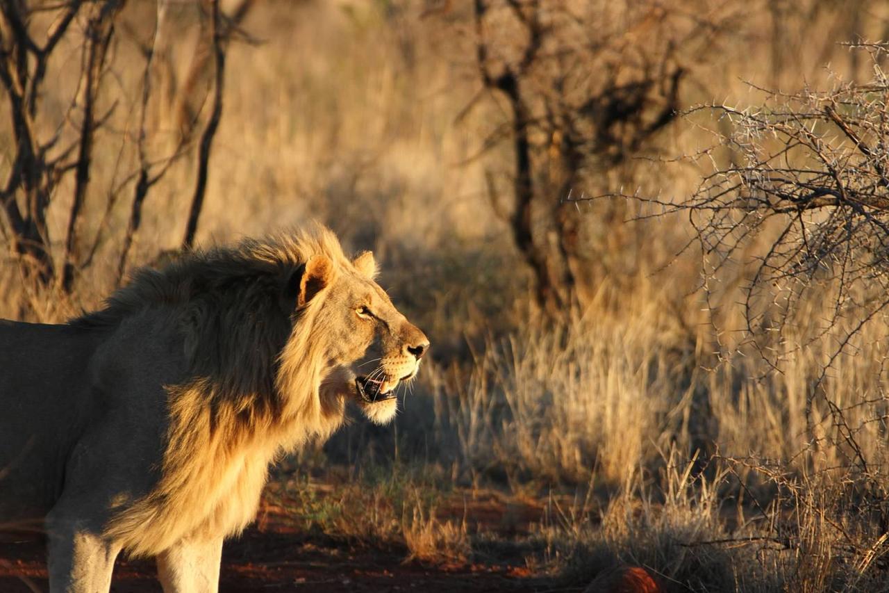 Pilanesberg Private Lodge Luaran gambar